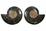 Cut/Polished Ammonite Fossil - Unusual Black Color #199171-3
